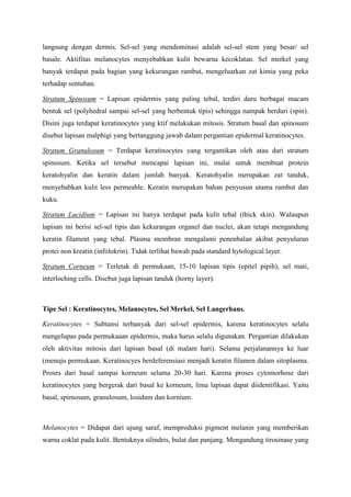 langsung dengan dermis. Sel-sel yang mendominasi adalah sel-sel stem yang besar/ sel
basale. Aktifitas melanocytes menyebabkan kulit bewarna kecoklatan. Sel merkel yang
banyak terdapat pada bagian yang kekurangan rambut, mengeluarkan zat kimia yang peka
terhadap sentuhan.
Stratum Spinosum = Lapisan epidermis yang paling tebal, terdiri daru berbagai macam
bentuk sel (polyhedral sampai sel-sel yang berbentuk tipis) sehingga nampak berduri (spin).
Disini juga terdapat keratinocytes yang ktif melakukan mitosis. Stratum basal dan spinosum
disebut lapisan malphigi yang bertanggung jawab dalam pergantian epidermal keratinocytes.
Stratum Granulosum = Terdapat keratinocytes yang tergantikan oleh atau dari stratum
spinosum. Ketika sel tersebut mencapai lapisan ini, mulai untuk membuat protein
keratohyalin dan keratin dalam jumlah banyak. Keratohyalin merupakan zat tanduk,
menyebabkan kulit less permeable. Keratin merupakan bahan penyusun utama rambut dan
kuku.
Stratum Lucidium = Lapisan ini hanya terdapat pada kulit tebal (thick skin). Walaupun
lapisan ini berisi sel-sel tipis dan kekurangan organel dan nuclei, akan tetapi mengandung
keratin filament yang tebal. Plasma membran mengalami penenbalan akibat penyuluran
protei non kreatin (infolokrin). Tidak terlihat bawah pada standard hytological layer.
Stratum Corneum = Terletak di permukaan, 15-10 lapisan tipis (epitel pipih), sel mati,
interloching cells. Disebut juga lapisan tanduk (horny layer).
Tipe Sel : Keratinocytes, Melanocytes, Sel Merkel, Sel Langerhans.
Keratinocytes = Subtansi terbanyak dari sel-sel epidermis, karena keratinocytes selalu
mengelupas pada permukaaan epidermis, maka harus selalu digunakan. Pergantian dilakukan
oleh aktivitas mitosis dari lapisan basal (di malam hari). Selama perjalanannya ke luar
(menuju permukaan. Keratinocyes berdeferensiasi menjadi keratin filamen dalam sitoplasma.
Proses dari basal sampai korneum selama 20-30 hari. Karena proses cytomorhose dari
keratinocytes yang bergerak dari basal ke korneum, lima lapisan dapat diidentifikasi. Yaitu
basal, spimosum, granulosum, losidum dan kornium.
Melanocytes = Didapat dari ujung saraf, memproduksi pigment melanin yang memberikan
warna coklat pada kulit. Bentuknya silindris, bulat dan panjang. Mengandung tirosinase yang
 