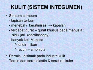 KULIT (SISTEM INTEGUMEN)
• Stratum corneum
- lapisan terluar
- menebal / keratinisasi → kapalan
- terdapat gurat – gurat khusus pada manusia :
sidik jari (dactilascopy)
- banyak kel. Mukosa
^ lendir – ikan
^ racun – amphibia
• Dermis : disimak pada industri kulit
Terdiri dari serat elastin & serat retikuler
 