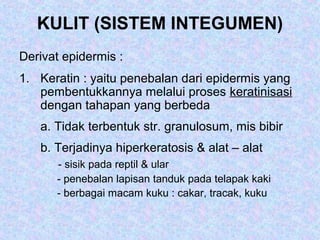 KULIT (SISTEM INTEGUMEN)
Derivat epidermis :
1. Keratin : yaitu penebalan dari epidermis yang
pembentukkannya melalui proses keratinisasi
dengan tahapan yang berbeda
a. Tidak terbentuk str. granulosum, mis bibir
b. Terjadinya hiperkeratosis & alat – alat
- sisik pada reptil & ular
- penebalan lapisan tanduk pada telapak kaki
- berbagai macam kuku : cakar, tracak, kuku
 