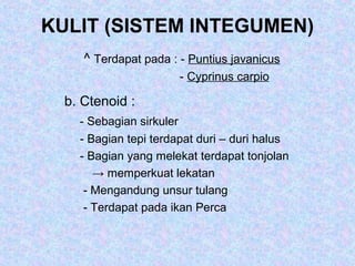KULIT (SISTEM INTEGUMEN)
^ Terdapat pada : - Puntius javanicus
- Cyprinus carpio
b. Ctenoid :
- Sebagian sirkuler
- Bagian tepi terdapat duri – duri halus
- Bagian yang melekat terdapat tonjolan
→ memperkuat lekatan
- Mengandung unsur tulang
- Terdapat pada ikan Perca
 