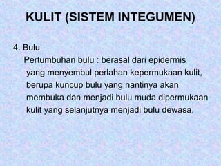 KULIT (SISTEM INTEGUMEN)
4. Bulu
Pertumbuhan bulu : berasal dari epidermis
yang menyembul perlahan kepermukaan kulit,
berupa kuncup bulu yang nantinya akan
membuka dan menjadi bulu muda dipermukaan
kulit yang selanjutnya menjadi bulu dewasa.
 