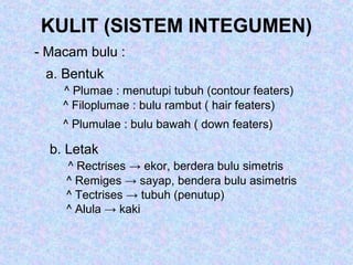 KULIT (SISTEM INTEGUMEN)
- Macam bulu :
a. Bentuk
^ Plumae : menutupi tubuh (contour featers)
^ Filoplumae : bulu rambut ( hair featers)
^ Plumulae : bulu bawah ( down featers)
b. Letak
^ Rectrises → ekor, berdera bulu simetris
^ Remiges → sayap, bendera bulu asimetris
^ Tectrises → tubuh (penutup)
^ Alula → kaki
 
