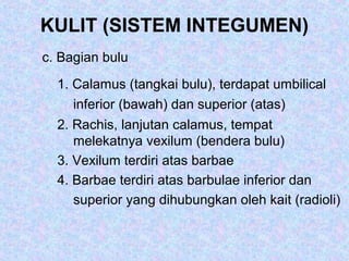 KULIT (SISTEM INTEGUMEN)
c. Bagian bulu
1. Calamus (tangkai bulu), terdapat umbilical
inferior (bawah) dan superior (atas)
2. Rachis, lanjutan calamus, tempat
melekatnya vexilum (bendera bulu)
3. Vexilum terdiri atas barbae
4. Barbae terdiri atas barbulae inferior dan
superior yang dihubungkan oleh kait (radioli)
 