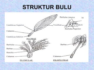 STRUKTUR BULU
 