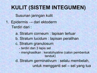KULIT (SISTEM INTEGUMEN)
Susunan jaringan kulit
1. Epidermis → dari ektoderm
Terdiri dari :
a. Stratum corneum : lapisan terluar
b. Stratum lucidum : lapisan peralihan
c. Stratum granulosum
- terdiri dari 3 lapis sel
- menghasilkan : keratohyaline (calon pembentuk
tanduk)
d. Stratum germinativum : selalu membelah,
untuk mengganti sel – sel yang tua
 