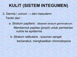 KULIT (SISTEM INTEGUMEN)
2. Dermis / corium → dari mesoderm
Terdiri dari :
a. Stratum papilaris : dibawah stratum germinativum
Membentuk papilae (jonjot) untuk pemberian
nutrisi ke epidermis
b. Stratum retikularis : susunan sangat
berserabut, menghasilkan chromatopora
 