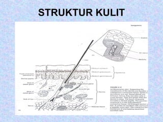 STRUKTUR KULIT
 