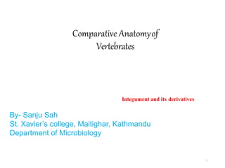 Comparative Anatomyof
Vertebrates
Integument and its derivatives
1
By- Sanju Sah
St. Xavier’s college, Maitighar, Kathmandu
Department of Microbiology
 