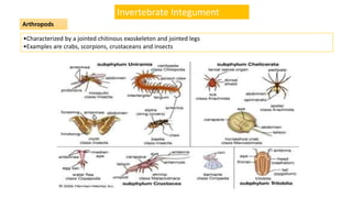 Integumentary System | PDF