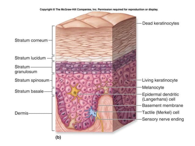 Integumentury Structure introductory to the structures of Integumentary.ppt