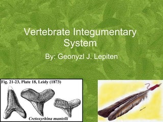 Vertebrate Integumentary System By: Geonyzl J. Lepiten 