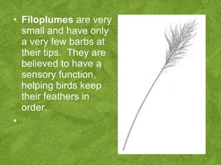 Integumentary System | PPT