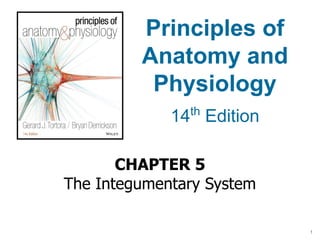 CHAPTER 5
The Integumentary System
Principles of
Anatomy and
Physiology
14th
Edition
1
 