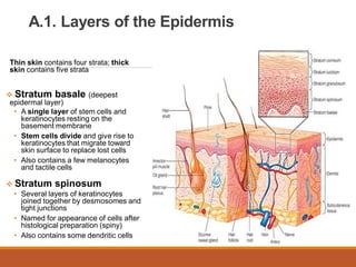 Divided Layers Integumentary-System.kkkkkkkkkkkkkkkkkkkkkkkkkkkkkkkkkk | PDF