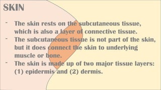 SKIN
- The skin rests on the subcutaneous tissue,
which is also a layer of connective tissue.
- The subcutaneous tissue is not part of the skin,
but it does connect the skin to underlying
muscle or bone.
- The skin is made up of two major tissue layers:
(1) epidermis and (2) dermis.
 