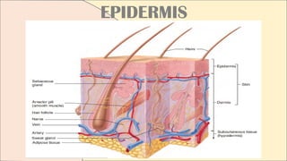 EPIDERMIS
 