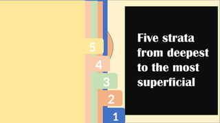 1
2
3
4
5
Five strata
from deepest
to the most
superficial
 
