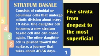 1
2
3
4
5
STRATUM BASALE
Consists of cuboidal or
columnar cells that undergo
mitotic division about every
19 days. One daughter cell
becomes a new stratum
basale cell and can divide
again. The other daughter
cell is pushed toward the
surface, a journey that
takes about 40-56 days.
Five strata
from
deepest to
the most
superficial
 