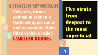 1
2
3
4
5
STRATUM SPINOSUM
Cells of stratum
spinosum take in a
flattened appearance
and accumulate lipid-
filled vesicles called
LAMELLAR BODIES.
Five strata
from
deepest to
the most
superficial
 