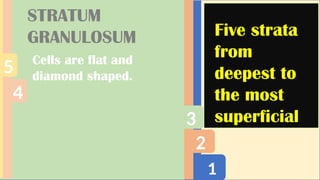 1
2
3
4
5
STRATUM
GRANULOSUM
Cells are flat and
diamond shaped.
Five strata
from
deepest to
the most
superficial
 