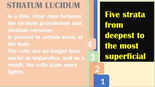 1
2
3
4
STRATUM LUCIDUM
- Is a thin, clear zone between
the stratum granulosum and
stratum corneum.
- Is present in certain areas of
the body.
- The cells are no longer have
nuclei or organelles, and as a
result, the cells stain more
lightly.
Five strata
from
deepest to
the most
superficial
 