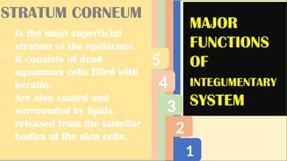 1
2
3
4
5
MAJOR
FUNCTIONS
OF
INTEGUMENTARY
SYSTEM
STRATUM CORNEUM
- Is the most superficial
stratum of the epidermis.
- It consists of dead
squamous cells filled with
keratin.
- Are also coated and
surrounded by lipids
released from the lamellar
bodies of the skin cells.
 