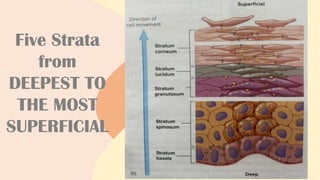 Five Strata
from
DEEPEST TO
THE MOST
SUPERFICIAL
 