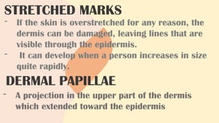 STRETCHED MARKS
- If the skin is overstretched for any reason, the
dermis can be damaged, leaving lines that are
visible through the epidermis.
- It can develop when a person increases in size
quite rapidly.
DERMAL PAPILLAE
- A projection in the upper part of the dermis
which extended toward the epidermis
 