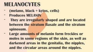 MELANOCYTES
- (melano, black + kytos, cells)
- Produces MELANIN
- They are irregularly shaped and are located
between the stratum Basale and the stratum
spinosum.
- Large amounts of melanin form freckles or
moles in some regions of the skin, as well as
darkened areas in the genitalia, the nipples,
and the circular areas around the nipples.
 