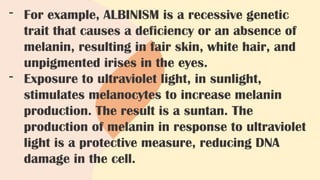 - For example, ALBINISM is a recessive genetic
trait that causes a deficiency or an absence of
melanin, resulting in fair skin, white hair, and
unpigmented irises in the eyes.
- Exposure to ultraviolet light, in sunlight,
stimulates melanocytes to increase melanin
production. The result is a suntan. The
production of melanin in response to ultraviolet
light is a protective measure, reducing DNA
damage in the cell.
 