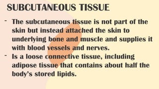 - The subcutaneous tissue is not part of the
skin but instead attached the skin to
underlying bone and muscle and supplies it
with blood vessels and nerves.
- Is a loose connective tissue, including
adipose tissue that contains about half the
body’s stored lipids.
SUBCUTANEOUS TISSUE
 