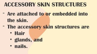 - Are attached to or embedded into
the skin.
- The accessory skin structures are
• Hair
• glands, and
• nails.
ACCESSORY SKIN STRUCTURES
 