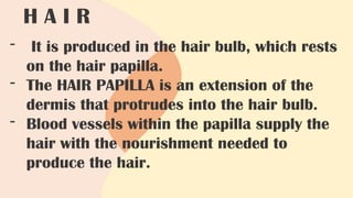 H A I R
- It is produced in the hair bulb, which rests
on the hair papilla.
- The HAIR PAPILLA is an extension of the
dermis that protrudes into the hair bulb.
- Blood vessels within the papilla supply the
hair with the nourishment needed to
produce the hair.
 