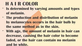 H A I R COLOR
- Is determined by varying amounts and types
of melanin.
- The production and distribution of melanin
by melanocytes occurs in the hair bulb by
the same method as in the skin.
- With age, the amount of melanin in hair can
decrease, causing the hair color to become
faded, or the hair can contain no melanin
and be white.
 