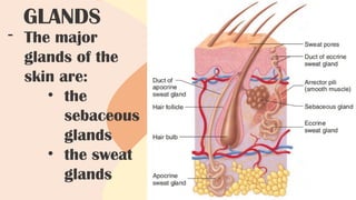 GLANDS
- The major
glands of the
skin are:
• the
sebaceous
glands
• the sweat
glands
 