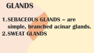 GLANDS
1.SEBACEOUS GLANDS – are
simple, branched acinar glands.
2.SWEAT GLANDS
 
