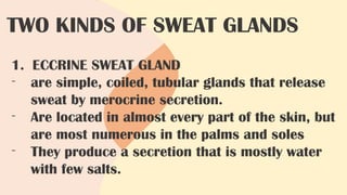TWO KINDS OF SWEAT GLANDS
1. ECCRINE SWEAT GLAND
- are simple, coiled, tubular glands that release
sweat by merocrine secretion.
- Are located in almost every part of the skin, but
are most numerous in the palms and soles
- They produce a secretion that is mostly water
with few salts.
 