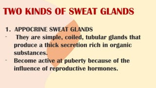 TWO KINDS OF SWEAT GLANDS
1. APPOCRINE SWEAT GLANDS
- They are simple, coiled, tubular glands that
produce a thick secretion rich in organic
substances.
- Become active at puberty because of the
influence of reproductive hormones.
 