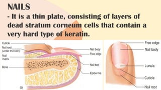 NAILS
- It is a thin plate, consisting of layers of
dead stratum corneum cells that contain a
very hard type of keratin.
 