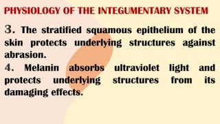 PHYSIOLOGY OF THE INTEGUMENTARY SYSTEM
3. The stratified squamous epithelium of the
skin protects underlying structures against
abrasion.
4. Melanin absorbs ultraviolet light and
protects underlying structures from its
damaging effects.
 
