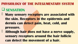 PHYSIOLOGY OF THE INTEGUMENTARY SYSTEM
 SENSATION
- Many sensory receptors are associated with
the skin. Receptors in the epidermis and
dermis can detect pain, heat, cold, and
pressure.
- Although hair does not have a nerve supply,
sensory receptors around the hair follicle
can detect the movement of a hair.
 