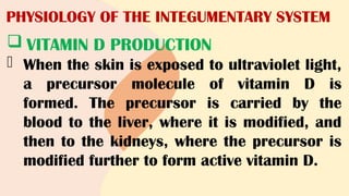 PHYSIOLOGY OF THE INTEGUMENTARY SYSTEM
 VITAMIN D PRODUCTION
- When the skin is exposed to ultraviolet light,
a precursor molecule of vitamin D is
formed. The precursor is carried by the
blood to the liver, where it is modified, and
then to the kidneys, where the precursor is
modified further to form active vitamin D.
 