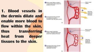 1. Blood vessels in
the dermis dilate and
enable more blood to
flow within the skin,
thus transferring
heat from deeper
tissues to the skin.
 
