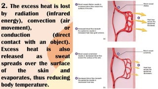 2. The excess heat is lost
by radiation (infrared
energy), convection (air
movement), or
conduction (direct
contact with an object).
Excess heat is also
released as sweat
spreads over the surface
of the skin and
evaporates, thus reducing
body temperature.
 