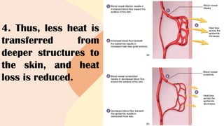 4. Thus, less heat is
transferred from
deeper structures to
the skin, and heat
loss is reduced.
 