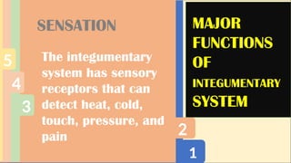 1
2
3
4
5
MAJOR
FUNCTIONS
OF
INTEGUMENTARY
SYSTEM
SENSATION
The integumentary
system has sensory
receptors that can
detect heat, cold,
touch, pressure, and
pain
 