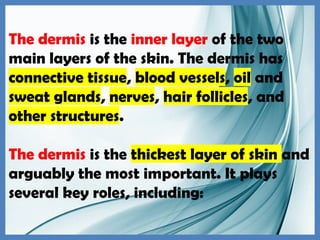 The dermis is the inner layer of the two
main layers of the skin. The dermis has
connective tissue, blood vessels, oil and
sweat glands, nerves, hair follicles, and
other structures.
The dermis is the thickest layer of skin and
arguably the most important. It plays
several key roles, including:
 