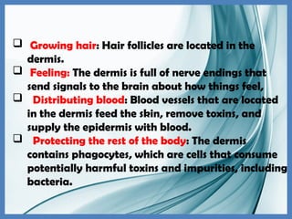  Growing hair: Hair follicles are located in the
dermis.
 Feeling: The dermis is full of nerve endings that
send signals to the brain about how things feel,
 Distributing blood: Blood vessels that are located
in the dermis feed the skin, remove toxins, and
supply the epidermis with blood.
 Protecting the rest of the body: The dermis
contains phagocytes, which are cells that consume
potentially harmful toxins and impurities, including
bacteria.
 