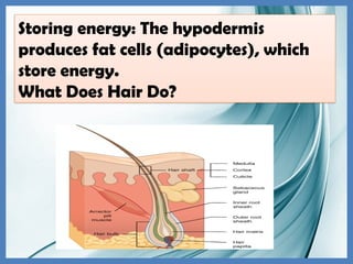 Storing energy: The hypodermis
produces fat cells (adipocytes), which
store energy.
What Does Hair Do?
 