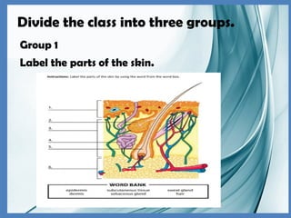 Divide the class into three groups.
Group 1
Label the parts of the skin.
 